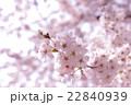 北上展勝地　桜 22840939