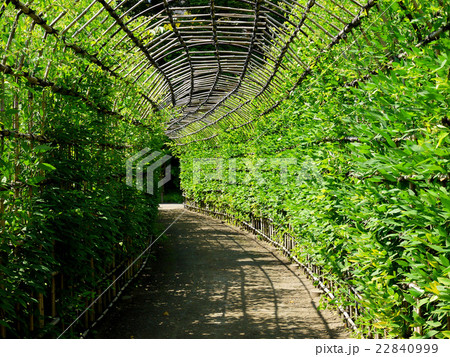 向島百花園の萩のトンネル 6月 東京都墨田区の写真素材