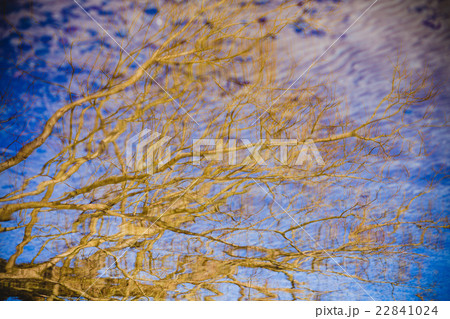 Tree branches in water 22841024