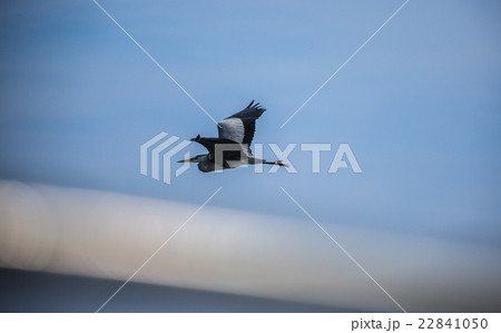 Great Blue Heron at sky Great Blue Heron at sky 22841050