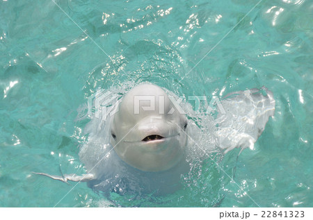 シロイルカ シロイルカ 22841323
