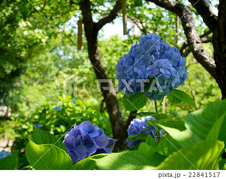 向島百花園の紫陽花 6月 東京都墨田区の写真素材