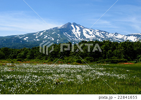 鳥海山　桑ノ木台湿原 22841655