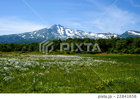 鳥海山　桑ノ木台湿原 22841656