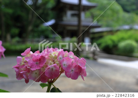 浄智寺の紫陽花 浄智寺の紫陽花 22842316