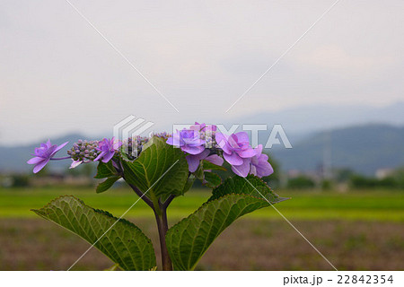山並みを背景に咲くアジサイの花 山並みを背景に咲くアジサイの花 22842354