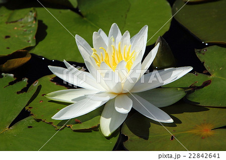 石鳥谷・松島園の睡蓮201602 22842641