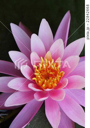 石鳥谷・松島園の睡蓮201611 22842668