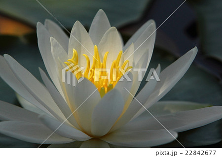 石鳥谷・松島園の睡蓮201617 石鳥谷・松島園の睡蓮201617 22842677