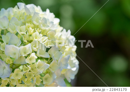 【神奈川県】紫陽花 【神奈川県】紫陽花 22843170