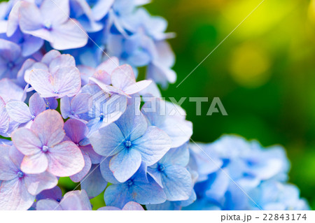 【神奈川県】紫陽花 【神奈川県】紫陽花 22843174