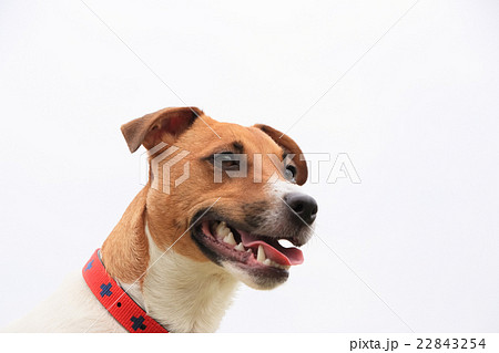 小型犬のジャックラッセルテリア 顔 白バックの写真素材