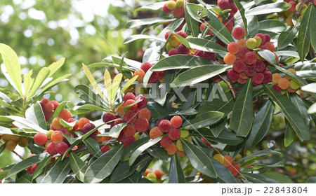 ヤマモモ 22843804