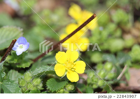 キジムシロ 22843907