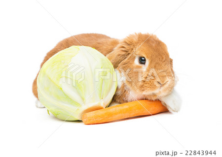 Beautiful domestic rabbit 22843944