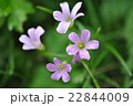野草の花 22844009