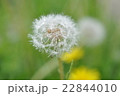タンポポ 22844010