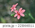 野草の花 22844011