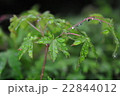 梅雨の紅葉 22844012