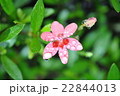 野草の花 22844013