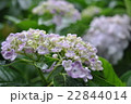 雨の日の紫陽花 22844014