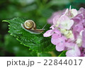 雨の日の紫陽花 22844017