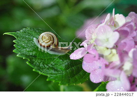 雨の日の紫陽花 雨の日の紫陽花 22844017