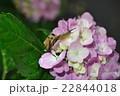 雨の日の紫陽花 22844018