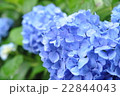 雨の日の紫陽花 22844043