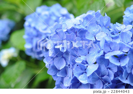 雨の日の紫陽花 雨の日の紫陽花 22844043