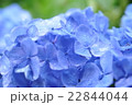雨の日の紫陽花 22844044