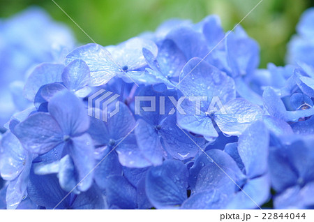 雨の日の紫陽花 22844044