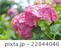 雨の日の紫陽花 22844046