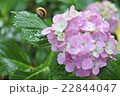 雨の日の紫陽花 22844047