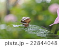 雨の日の紫陽花 22844048