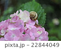 雨の日の紫陽花 22844049