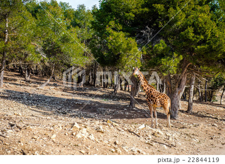 African giraffe outdoors. Spain 22844119