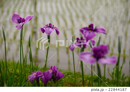 水田の腋のアヤメの班 22844187