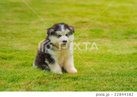 Siberian husky puppy Siberian husky puppy 22844382