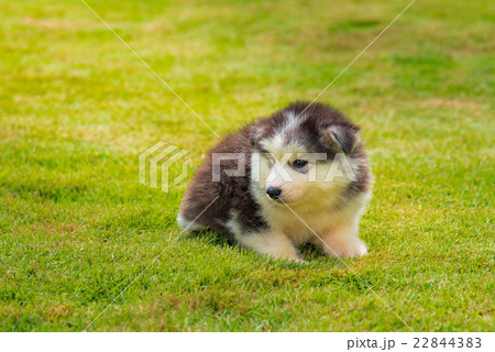Siberian husky puppy Siberian husky puppy 22844383