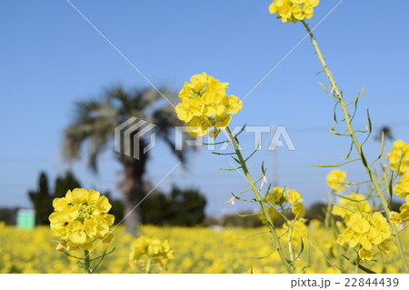 菜の花 菜の花 22844439