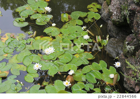 水連の花 水連の花 22844566