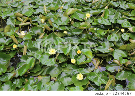水連の花 水連の花 22844567