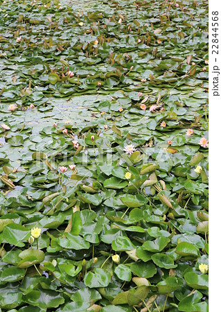 水連の花 水連の花 22844568