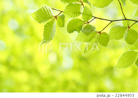 ブナの新緑 22844955