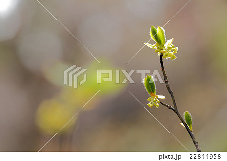 クロモジ新芽 クロモジ新芽 22844958
