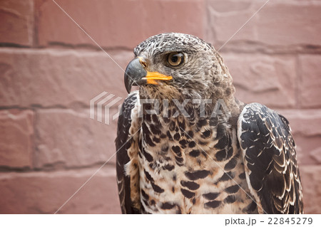Portrait of beauty hawk on falconer's hand 22845279