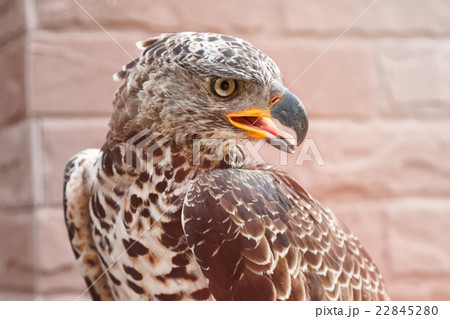 Portrait of a beautiful hawk Portrait of a beautiful hawk 22845280