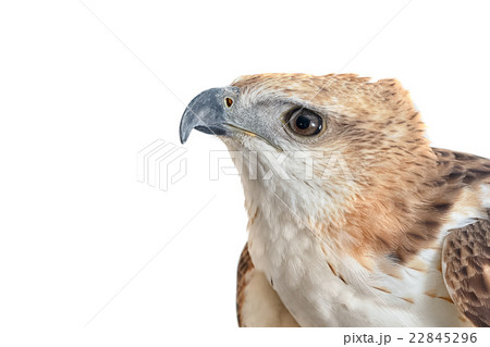 Portrait of beauty hawk 22845296