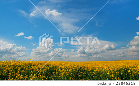 flowering rapeseed flowering rapeseed 22846218